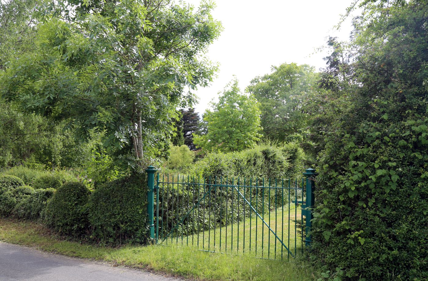 english-garden-hedge.jpg