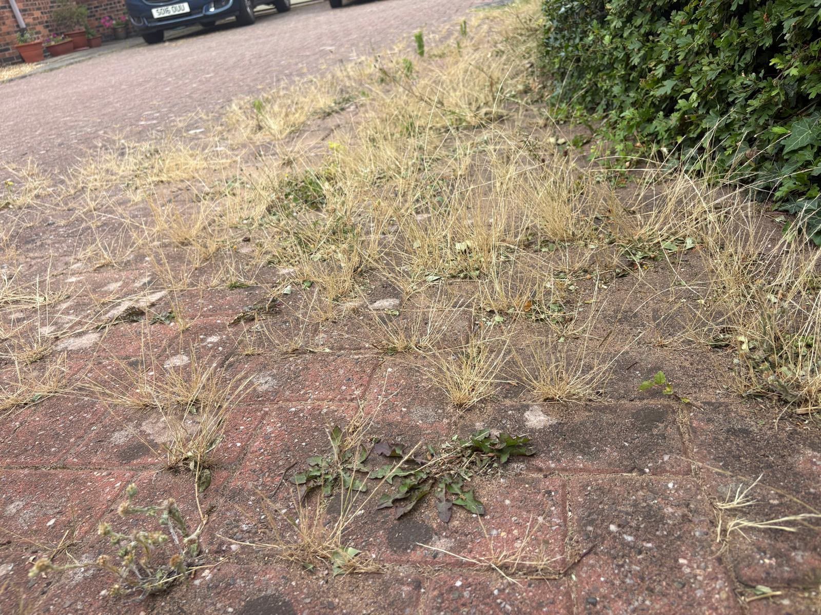 Block-paved driveway with weeds and dried growth through the joints