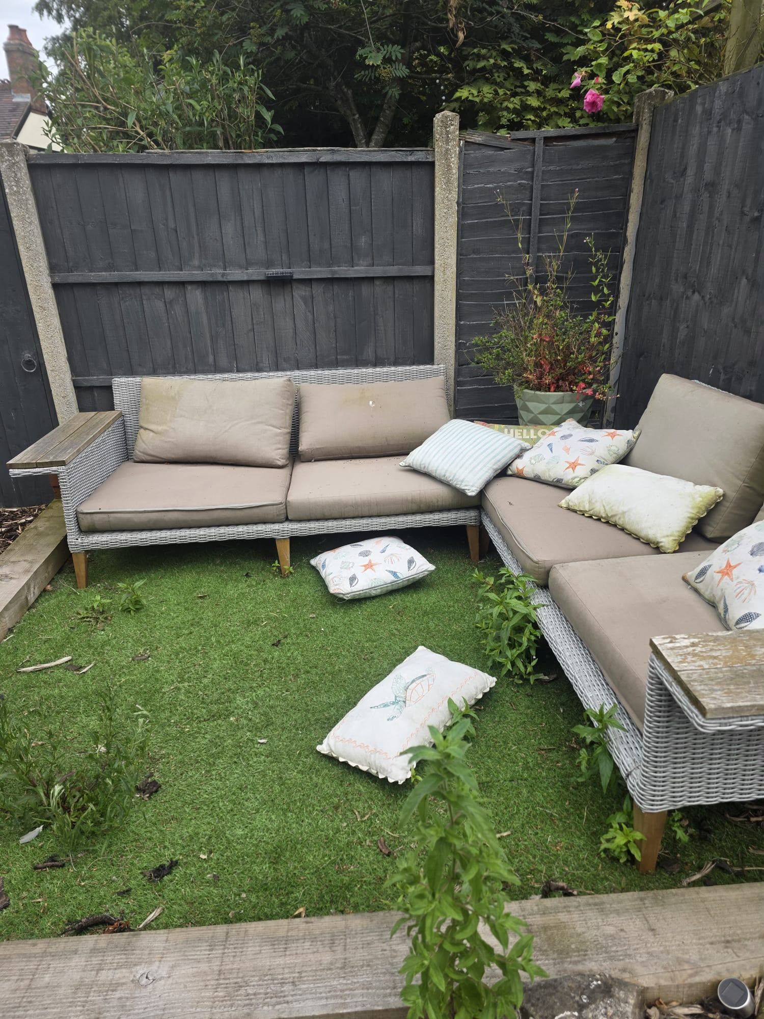 Rear garden with an overgrown, knee-high lawn before cutting