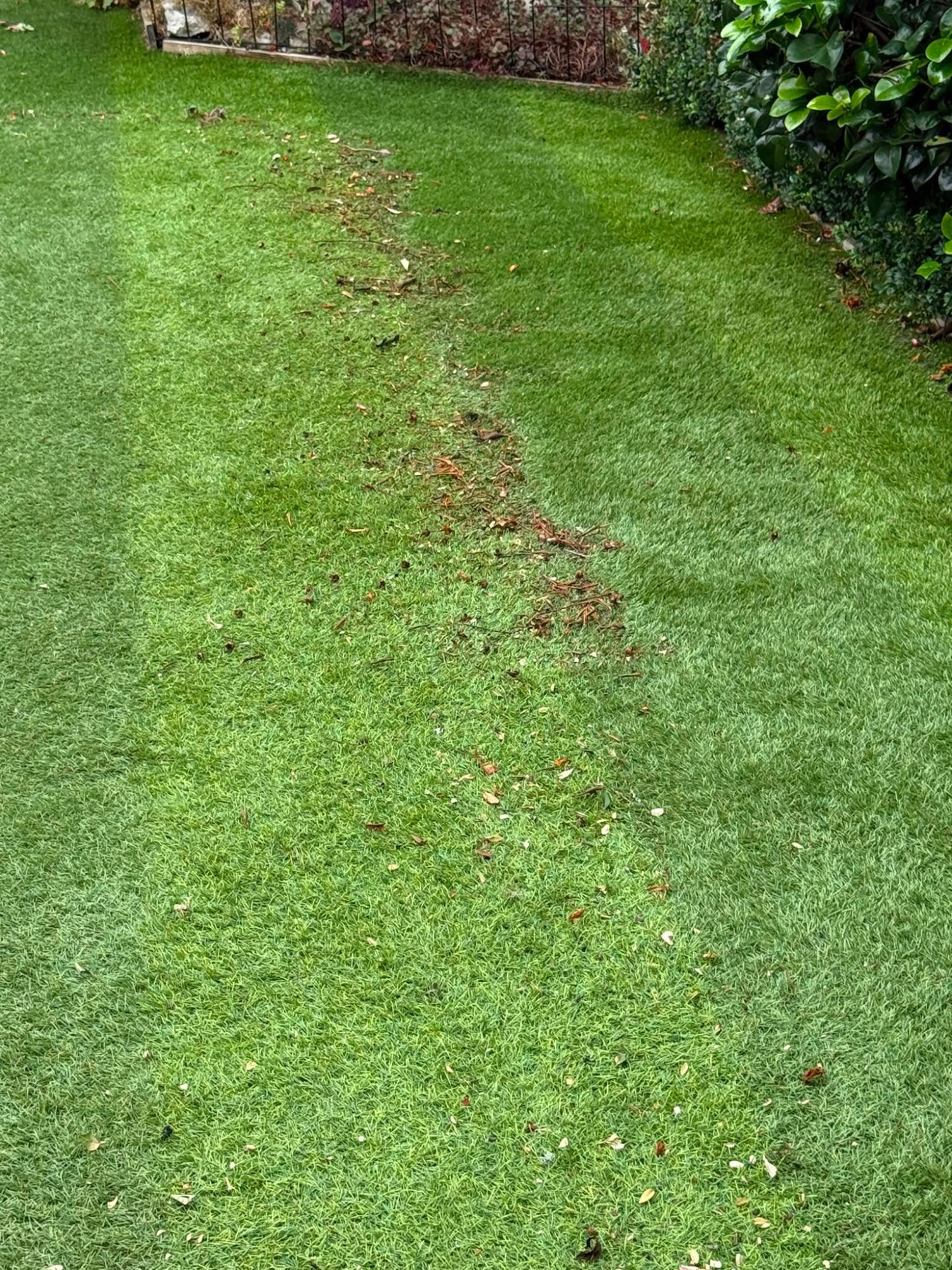 Lawn before cutting, with a line of raked-up moss and debris across the middle