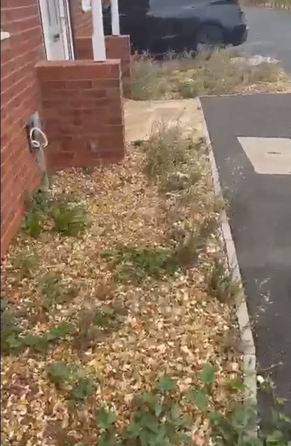 Front gravel garden covered in fallen leaves and weeds before clearing