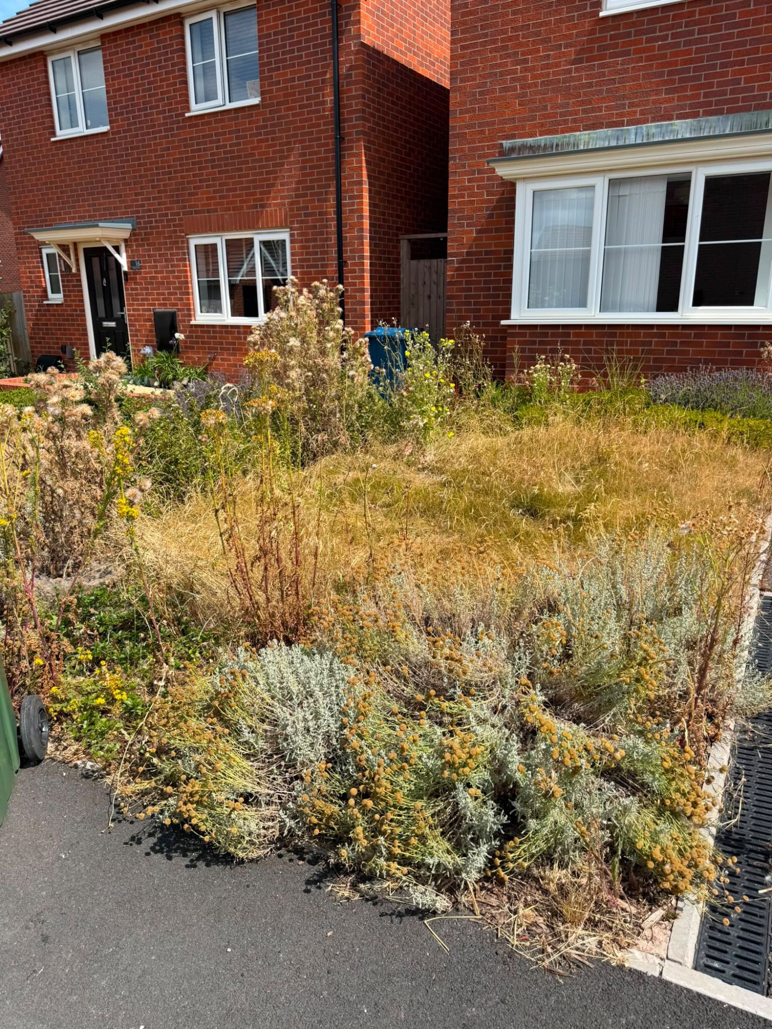 Front garden badly overgrown with waist-high dry grass and weeds